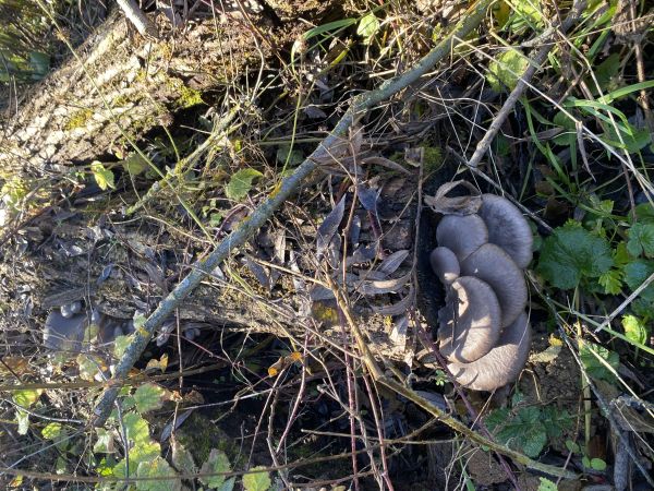 Hliva ustricovit&aacute;