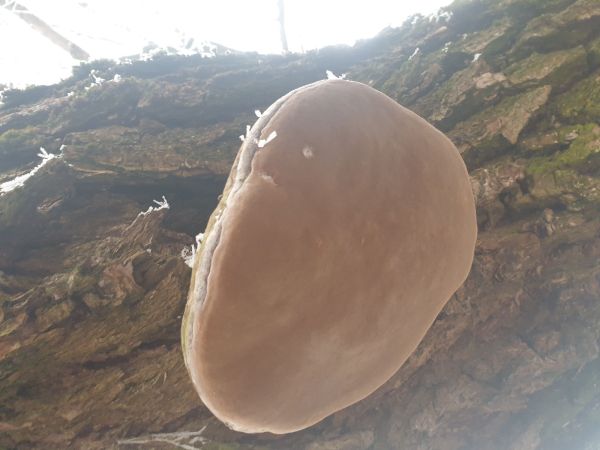 Pr&aacute;chnovec kopytovit&yacute;