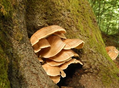 Vej&aacute;rovec obrovsk&yacute;