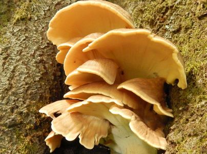 Vej&aacute;rovec obrovsk&yacute;