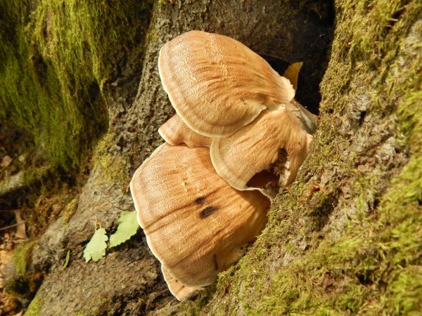 Vej&aacute;rovec obrovsk&yacute;