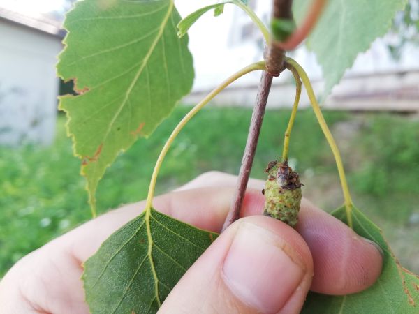 Behavka brezov&aacute;