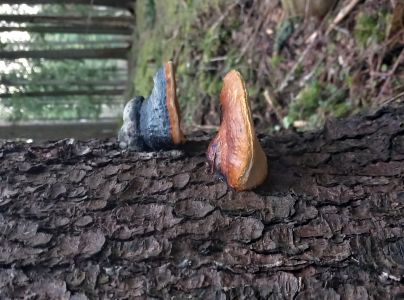 Pr&aacute;chnovček p&aacute;sikav&yacute; 