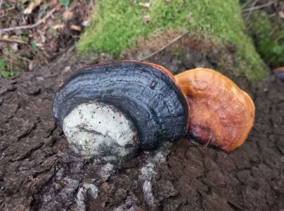 Pr&aacute;chnovček p&aacute;sikav&yacute; 