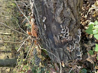 Tr&uacute;dnikovec pestr&yacute;