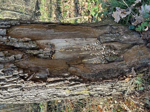 Tr&uacute;dnikovec pestr&yacute;