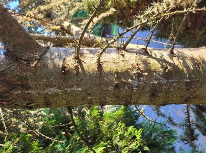 A - nejednoznačne určen&yacute;, nie sme si ist&iacute;