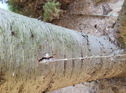 A - nejednoznačne určen&yacute;, nie sme si ist&iacute;