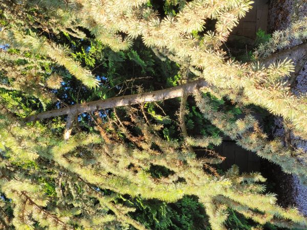 A - nejednoznačne určen&yacute;, nie sme si ist&iacute;