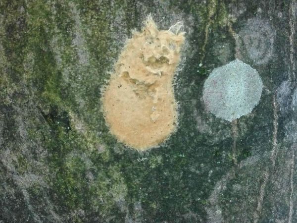 Mn&iacute;&scaron;ka veľkohlav&aacute;