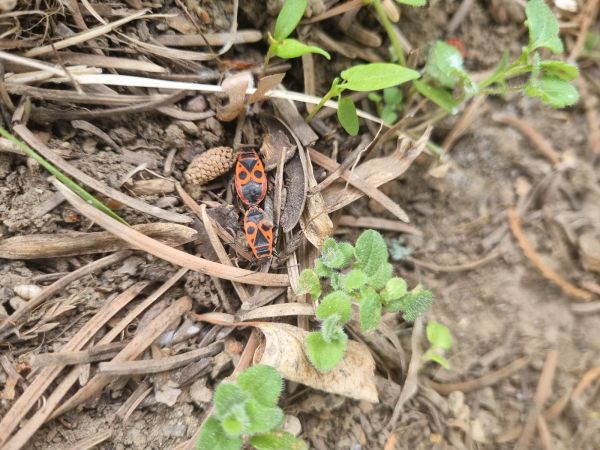 Cifru&scaron;a bezkr&iacute;dla 