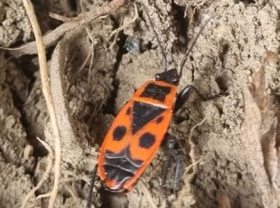 Cifru&scaron;a bezkr&iacute;dla 