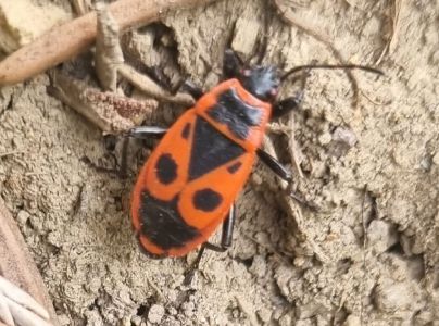 Cifru&scaron;a bezkr&iacute;dla 