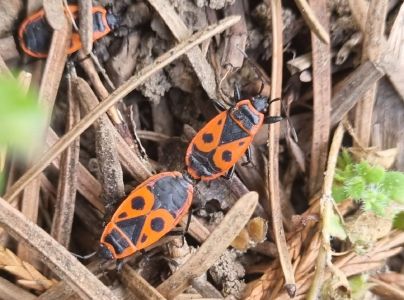 Cifru&scaron;a bezkr&iacute;dla 