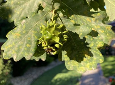 Hrčiarka kalichov&aacute;