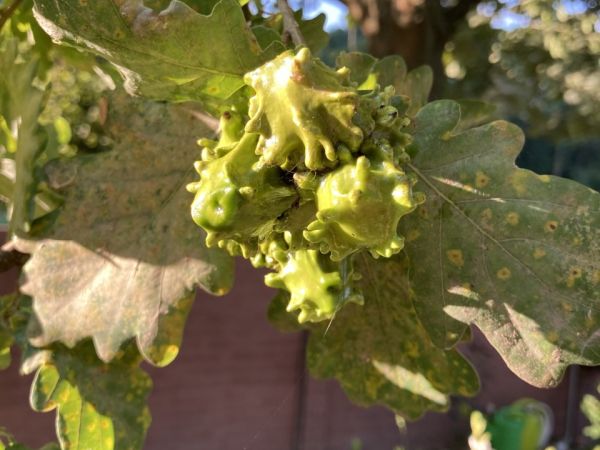 Hrčiarka kalichov&aacute;