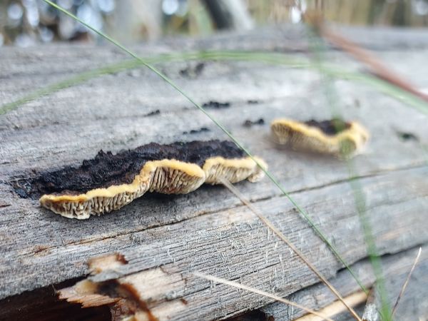 Tr&aacute;movka plotov&aacute;