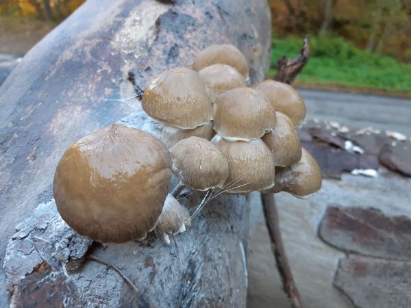 A - nie je v datab&aacute;ze