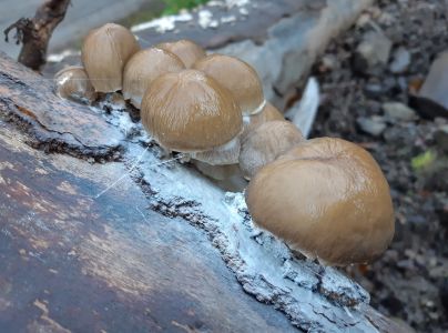 A - nie je v datab&aacute;ze