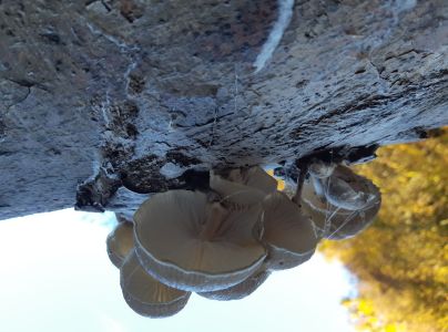 A - nie je v datab&aacute;ze