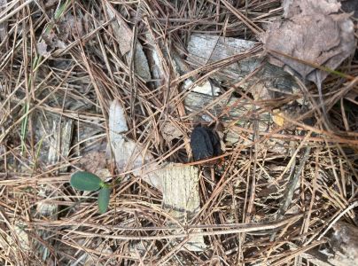 A - nejednoznačne určen&yacute;, nie sme si ist&iacute;