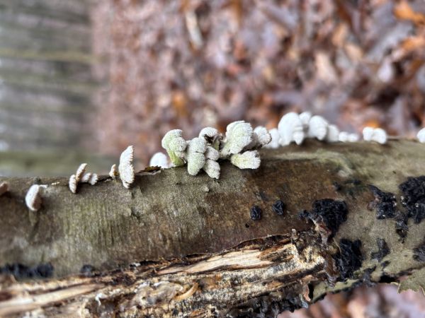 Klanolupeňovka obyčajn&aacute;