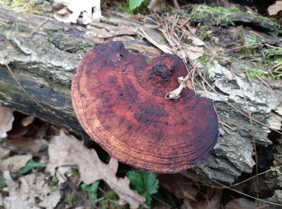 Sieťkovček červenkast&yacute;