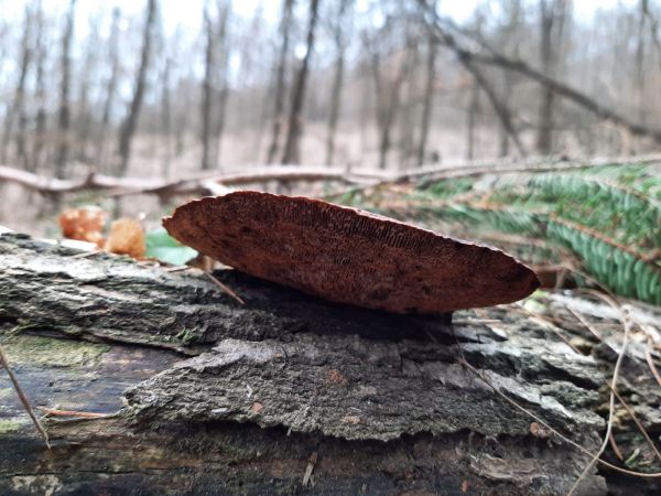 Sieťkovček červenkast&yacute;