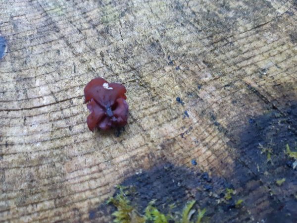 Uchovka bazov&aacute;