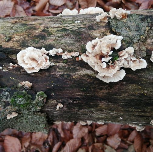 Natália Tarageľová