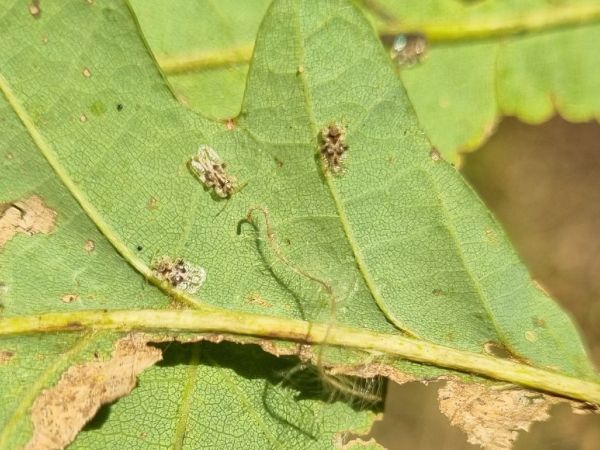 Sietnička dubov&aacute;