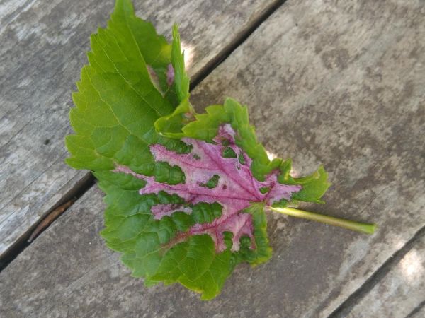 Roztoč Eriophyes nervalis