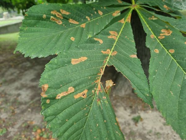 Plosk&aacute;čik paga&scaron;tanov&yacute;