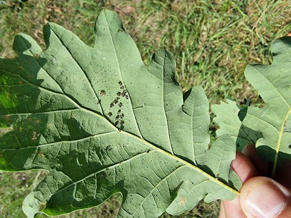 Sietnička dubov&aacute;