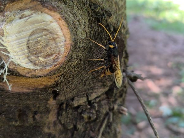 P&iacute;lovka veľk&aacute;