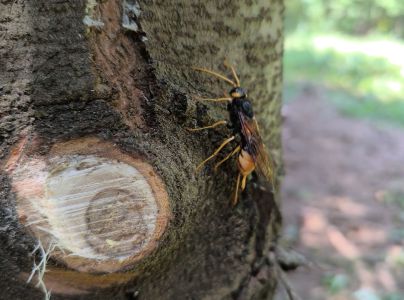 P&iacute;lovka veľk&aacute;