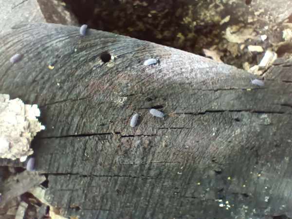 A - nie je v datab&aacute;ze