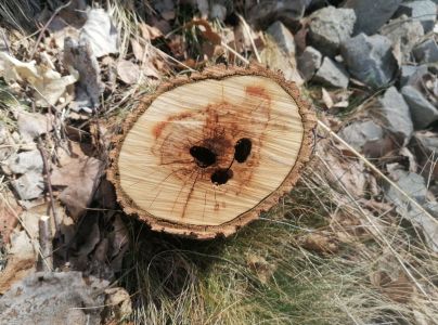 Vrz&uacute;nik topoľov&yacute;