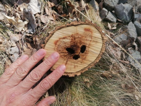 Vrz&uacute;nik topoľov&yacute;