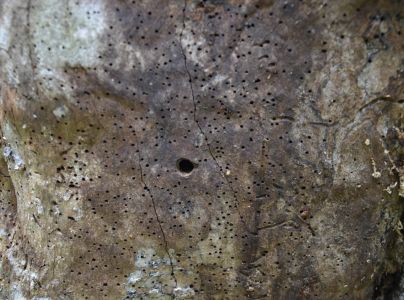 A - nejednoznačne určen&yacute;, nie sme si ist&iacute;