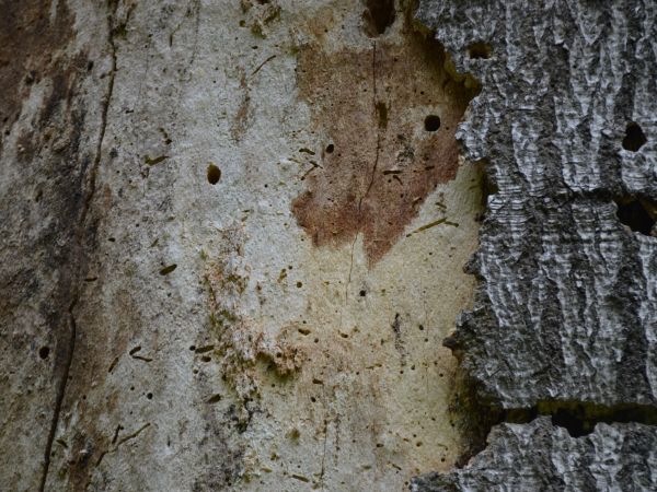 A - nejednoznačne určen&yacute;, nie sme si ist&iacute;