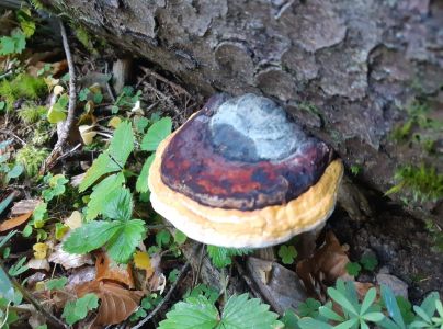 Pr&aacute;chnovček p&aacute;sikav&yacute; 