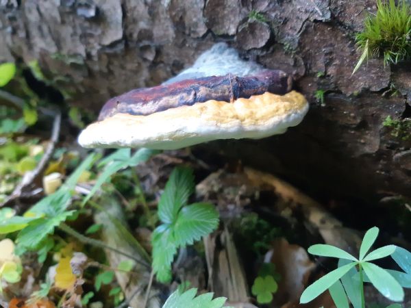 Pr&aacute;chnovček p&aacute;sikav&yacute; 