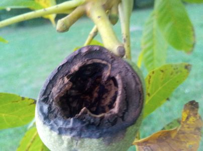 A - nejednoznačne určen&yacute;, nie sme si ist&iacute;