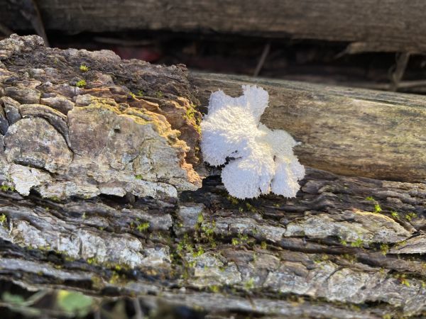 A - nejednoznačne určen&yacute;, nie sme si ist&iacute;