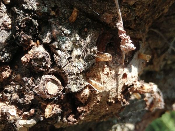 A - nejednoznačne určen&yacute;, nie sme si ist&iacute;