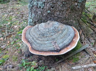 Pr&aacute;chnovček p&aacute;sikav&yacute; 