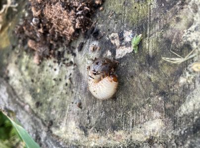 A - nejednoznačne určen&yacute;, nie sme si ist&iacute;