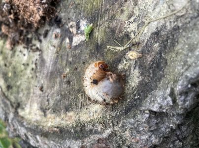 A - nejednoznačne určen&yacute;, nie sme si ist&iacute;