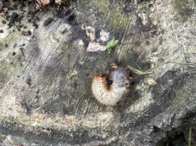 A - nejednoznačne určen&yacute;, nie sme si ist&iacute;